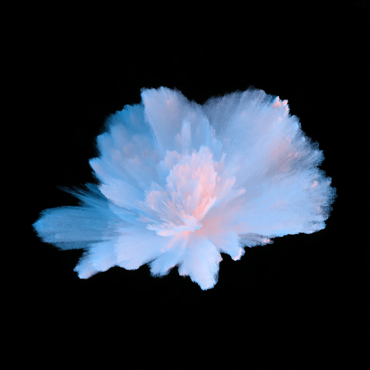 A powder-blue flower with blush-pink highlights.